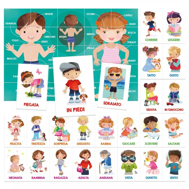 Puzzle - Il corpo umano - Flashcards