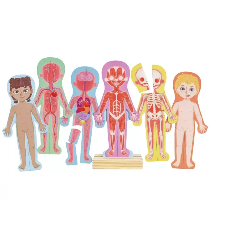 Puzzle Magnetico del Corpo Umano Hape